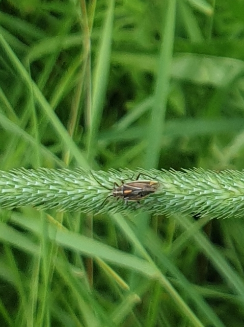 Horistus orientalis