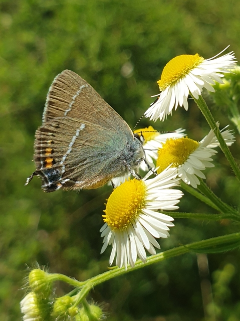 Satyrium spini - kökény-csücsköslepke