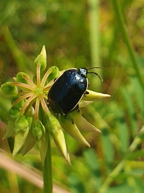 Canthophorus