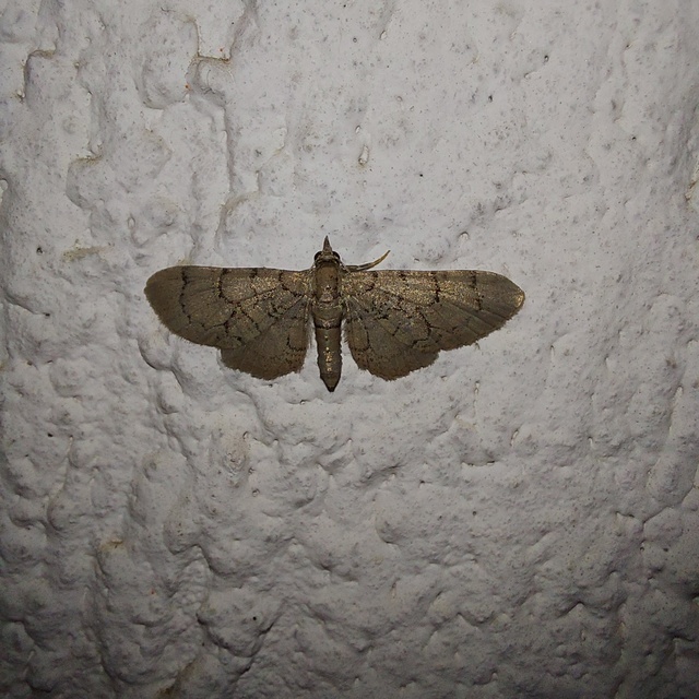 Eupithecia silenicolata - habszegfű-törpearaszoló