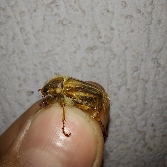 Amphimallon solstitiale - bordás sárgacserebogár