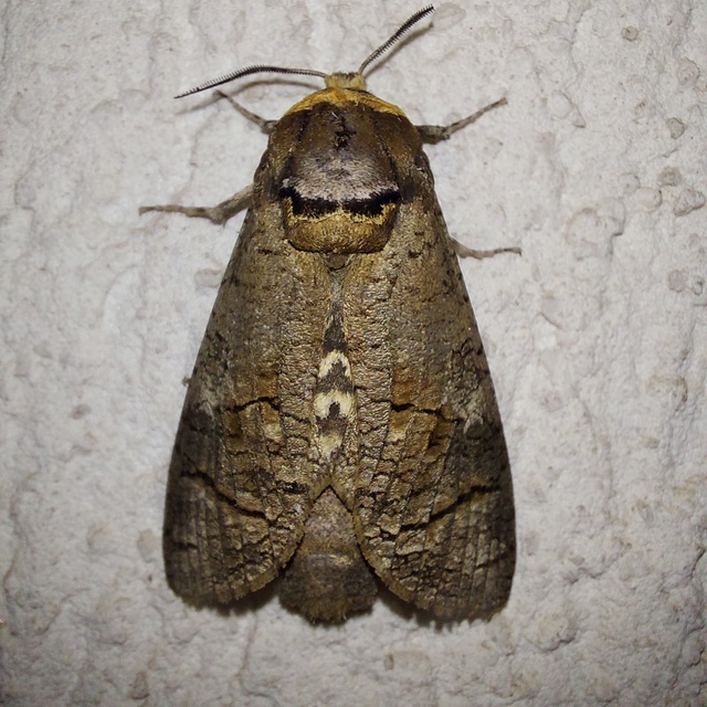Cossus cossus - fűzfarontólepke