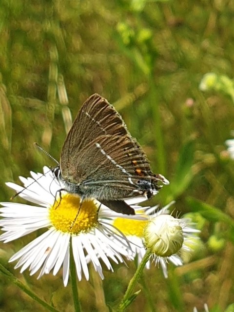 Satyrium spini - kökény-csücsköslepke