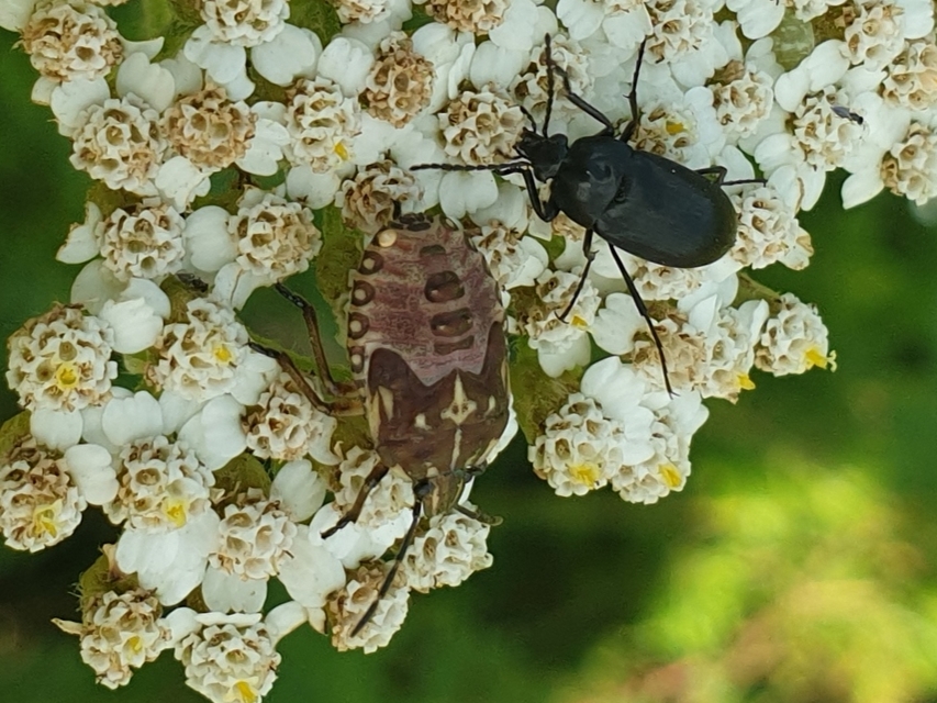 Carpocoris Carpocoris