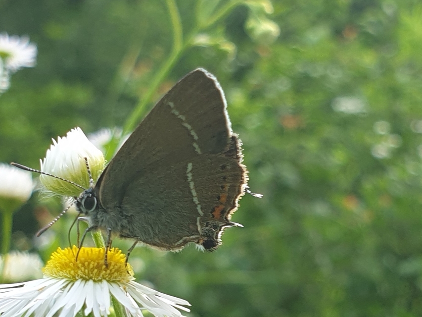 Satyrium spini - kökény-csücsköslepke