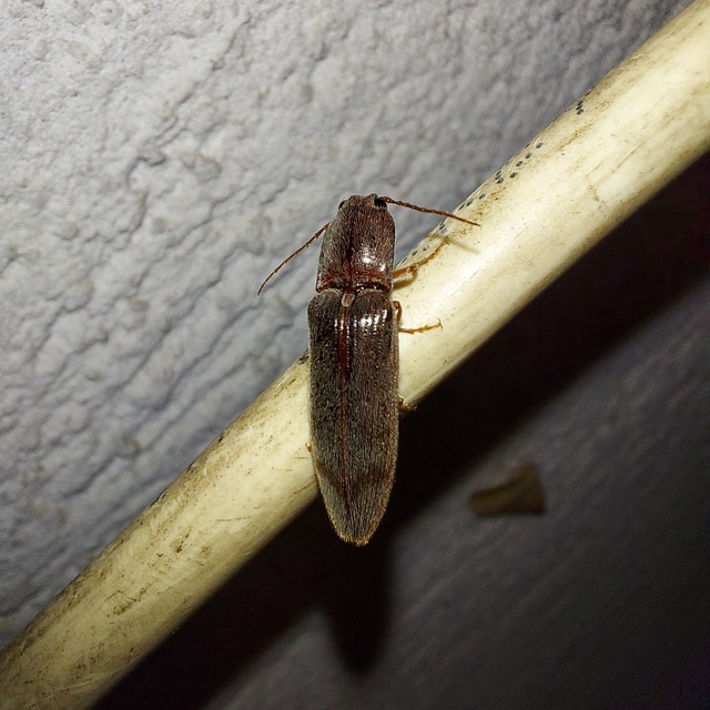 Stenagostus rhombeus - rombusznyakú pattanó