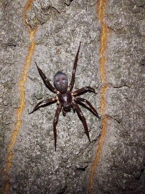 Drapeta rutilans - csillogó avarpók