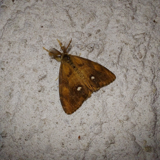 Orgyia antiqua - rozsdabarna kisszövő