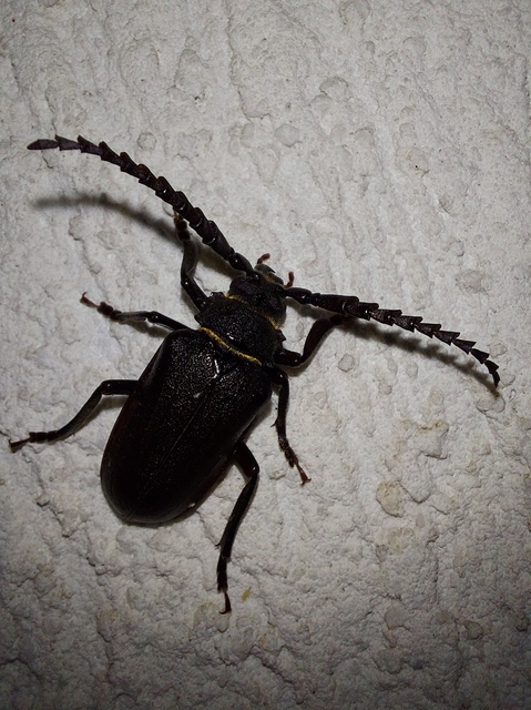 Prionus coriarius - csőszcincér
