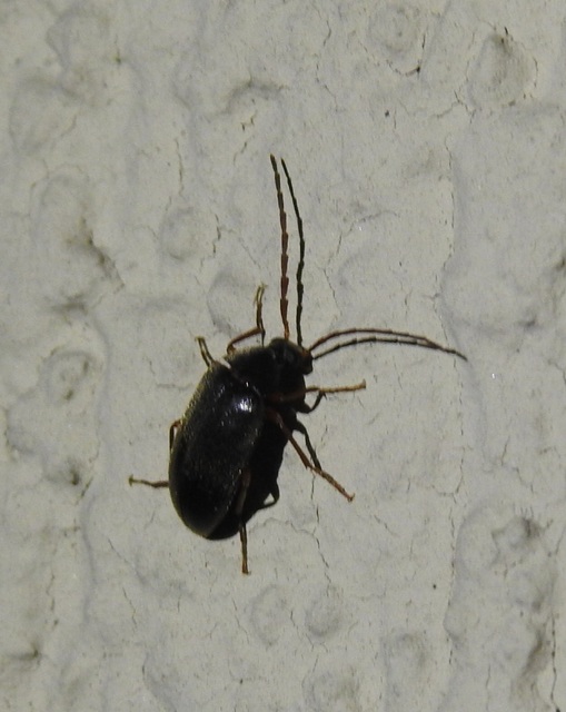 Hymenalia rufipes - rőtlábú alkonybogár