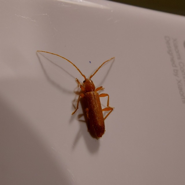 Axinopalpis gracilis - kecses selymescincér