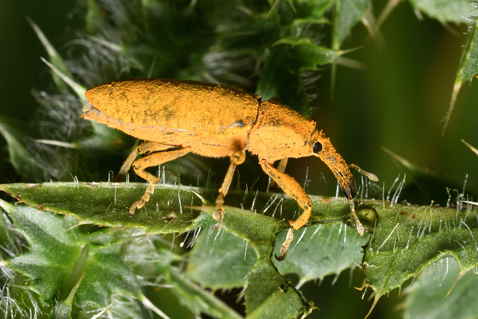 Lixus pulverulentus - mályvafúró dudvabarkó