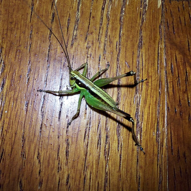 Pachytrachis gracilis - karcsú szöcske