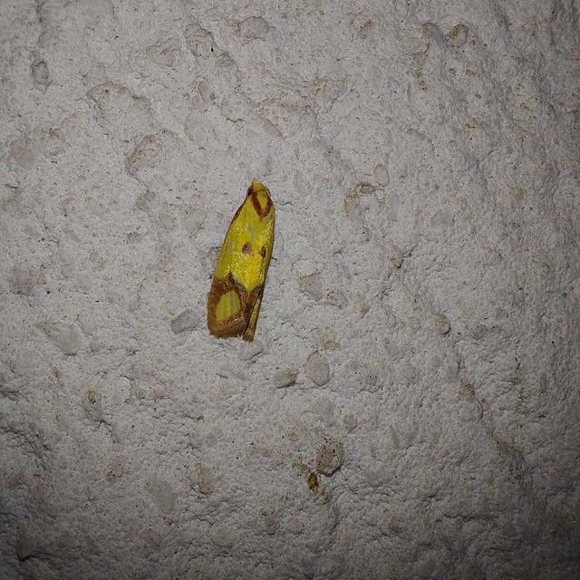Agapeta zoegana - barnacsíkos sárgamoly