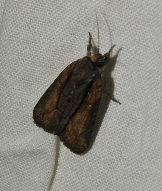 Bryophila raptricula/felina