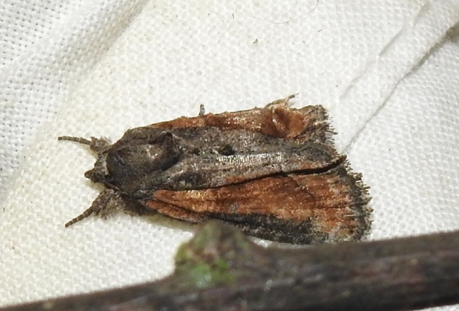 Bryophila raptricula/felina