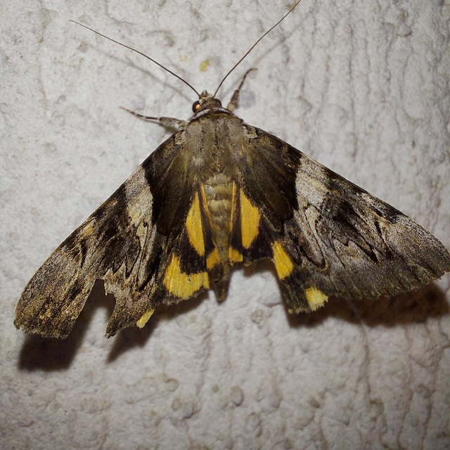 Catocala fulminea - galagonya-övesbagoly