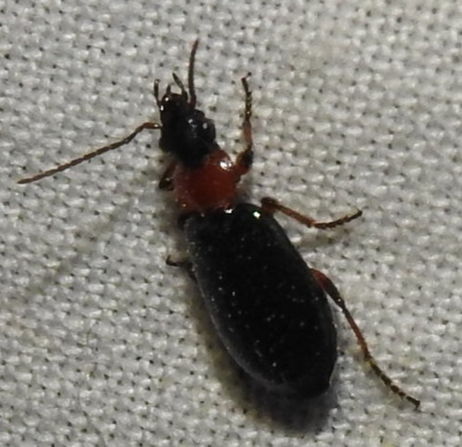 Lebia cyanocephala - pompás cserjefutó