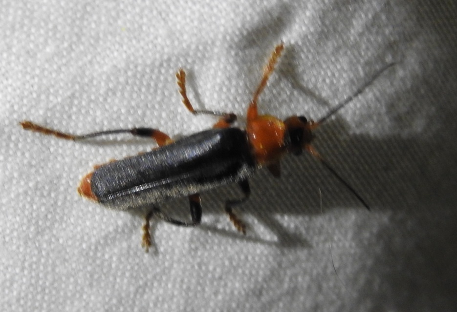 Cantharis livida - mezei lágybogár