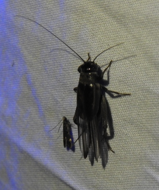 Eumodicogryllus bordigalensis - bordói tücsök