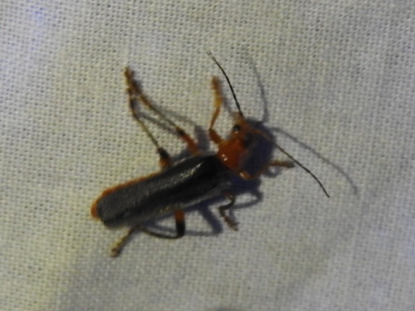 Cantharis livida - mezei lágybogár