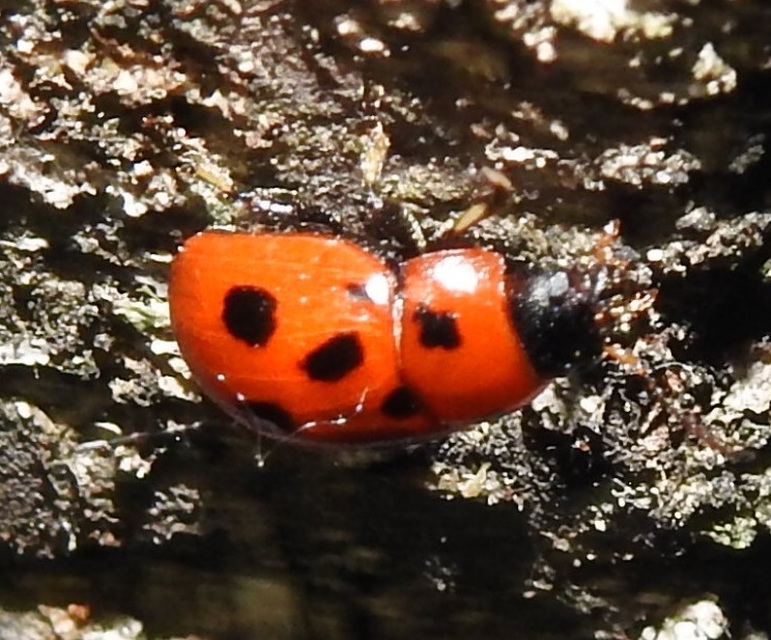 Gonioctena fornicata - közönséges lucernabogár