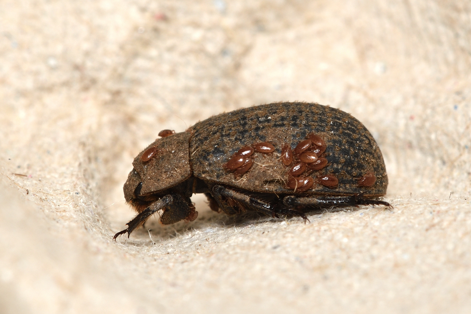 Trox cadaverinus - nagy irhabogár
