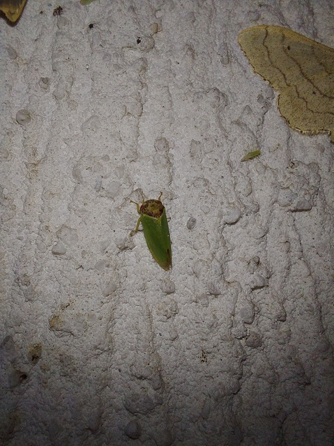 Iassus