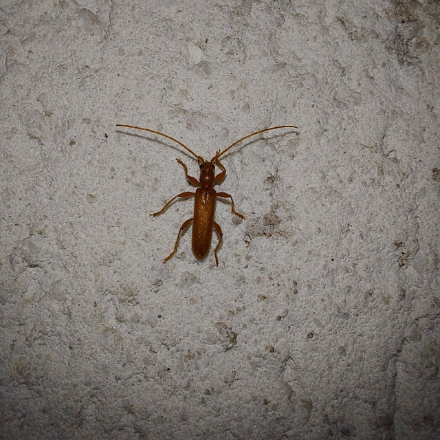 Axinopalpis gracilis - kecses selymescincér