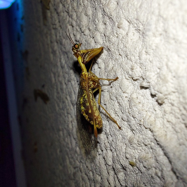 Mantispa styriaca - kétszínű fogólábú-fátyolka