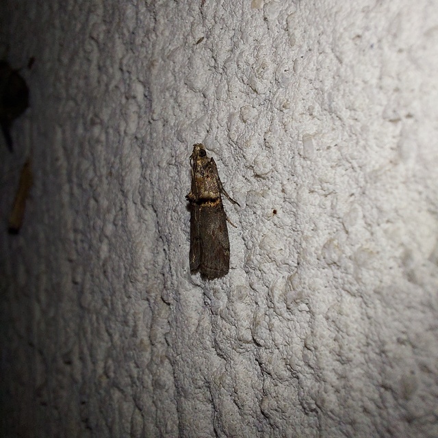 Trachonitis cristella - bokorrágó karcsúmoly