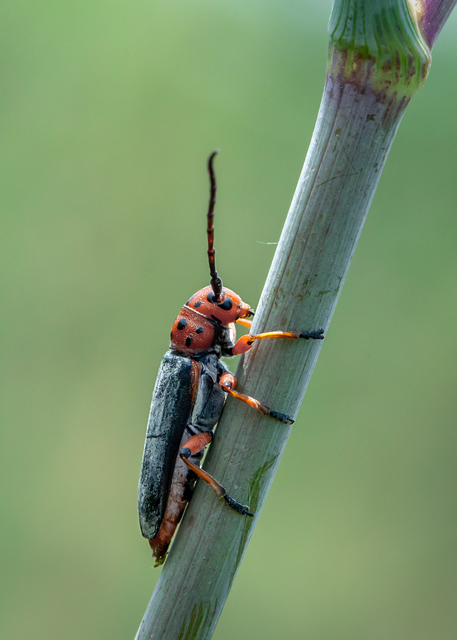 Phytoecia argus - árgusszemű cincér