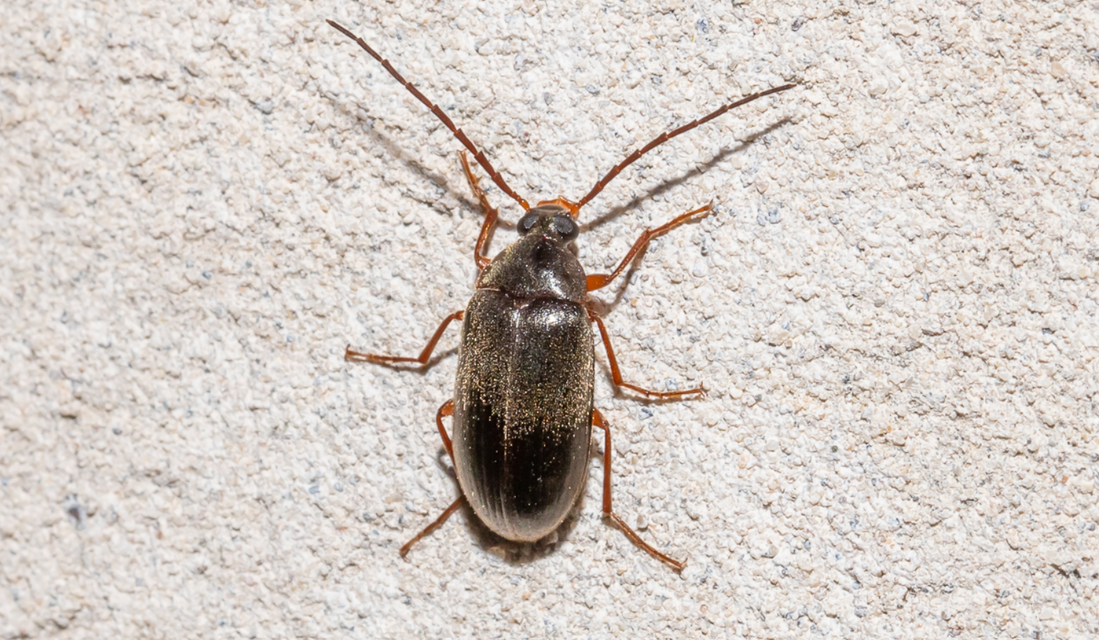 Hymenalia rufipes - rőtlábú alkonybogár