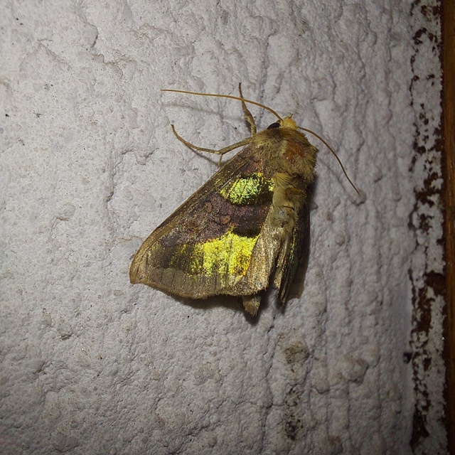 Diachrysia chrysitis - aranybagoly