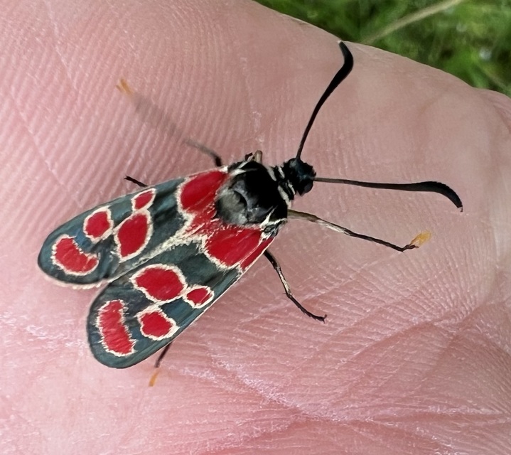 Zygaena carniolica - fehérgyűrűs csüngőlepke