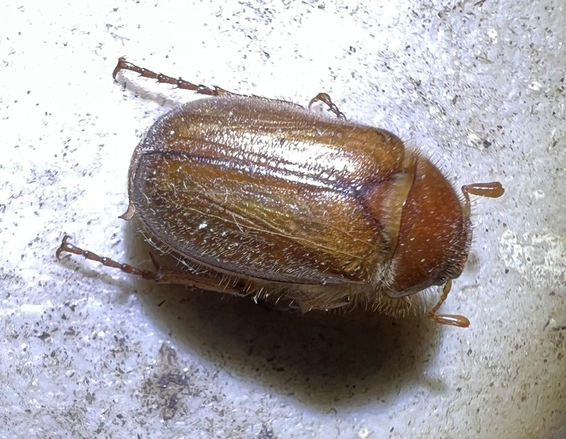 Amphimallon assimile - kis sárgacserebogár