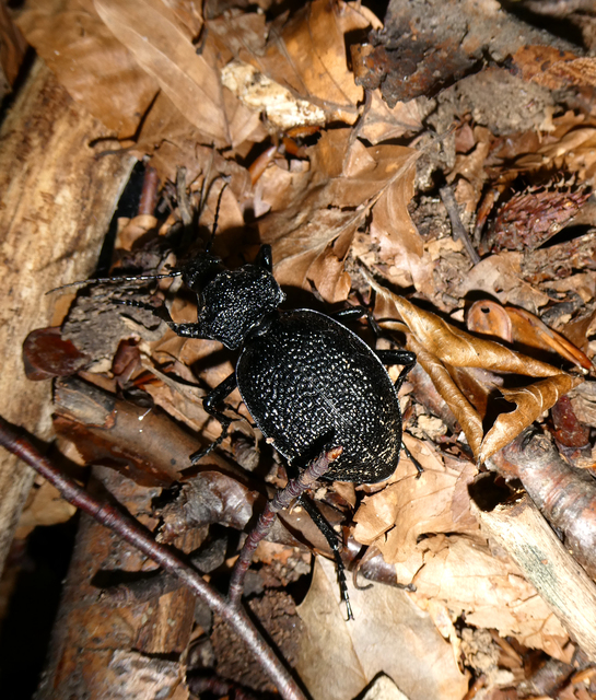 Carabus gigas