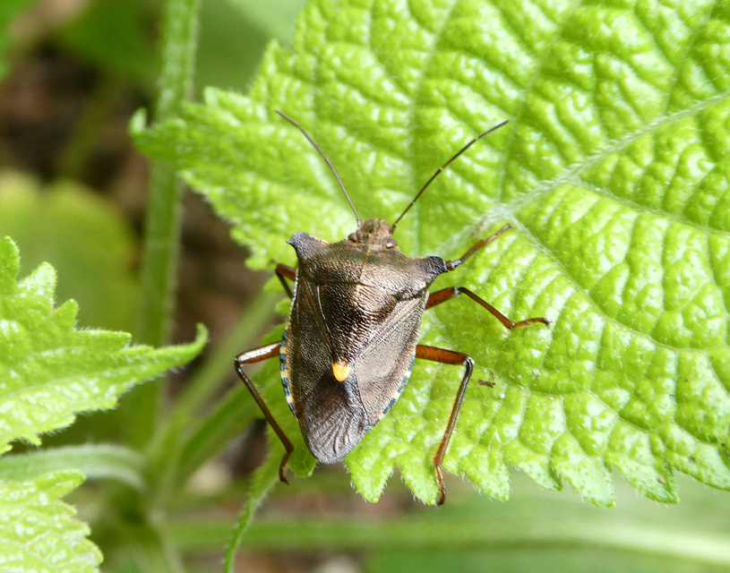 Pentatoma rufipes - vöröslábú címerespoloska Pentatoma rufipes - vöröslábú címerespoloska