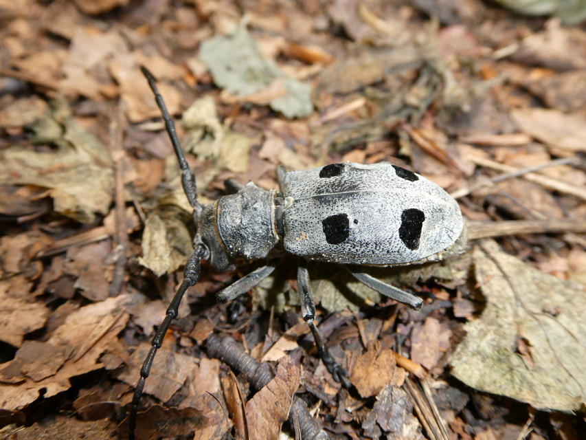 Morimus asper funereus - gyászcincér