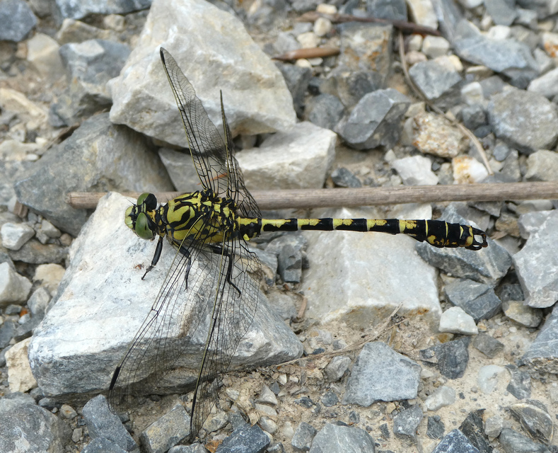 Onychogomphus forcipatus - gyűrűs folyami-szitakötő