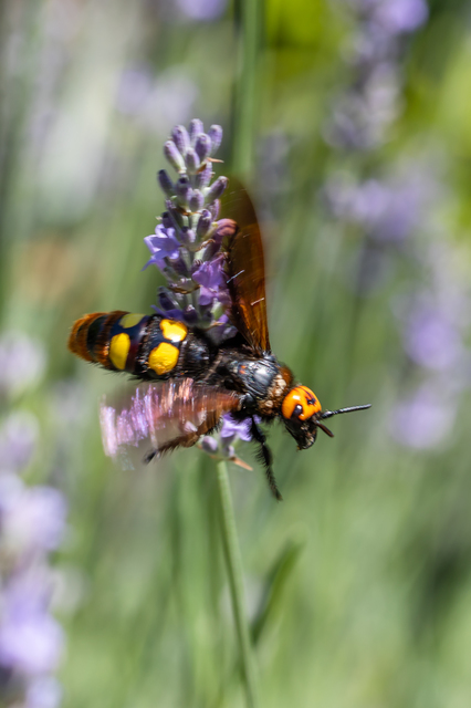 Megascolia maculata - óriás-tőrösdarázs