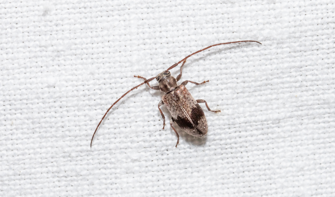 Exocentrus punctipennis - szilfa-rőzsecincér