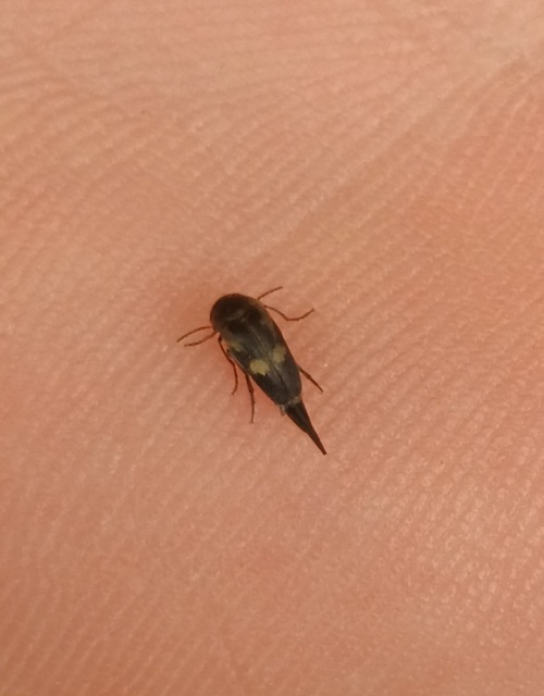Mordellidae - marókafélék