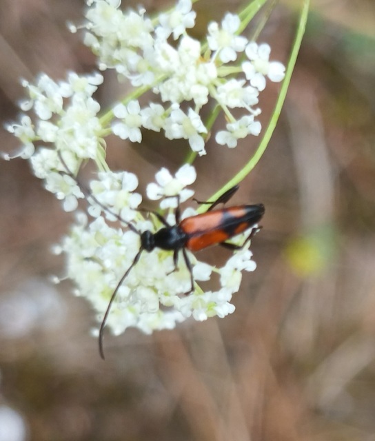 Stenurella bifasciata - kétöves karcsúcincér