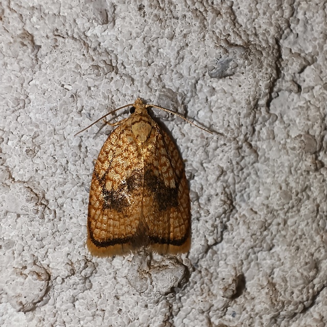 Acleris forsskaleana - juharos levélmoly
