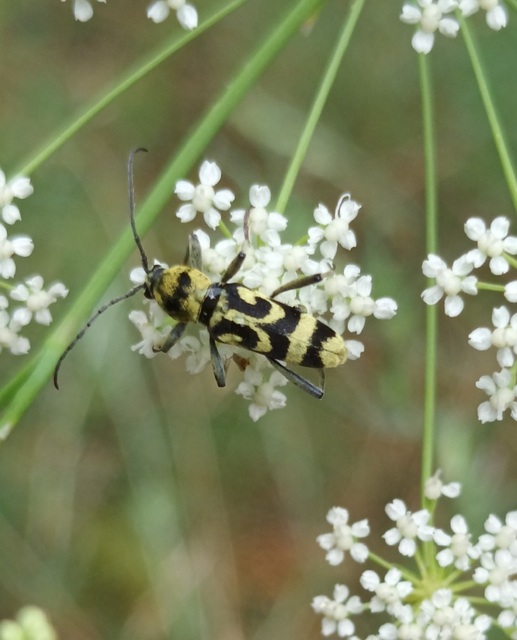 Chlorophorus varius - díszes darázscincér