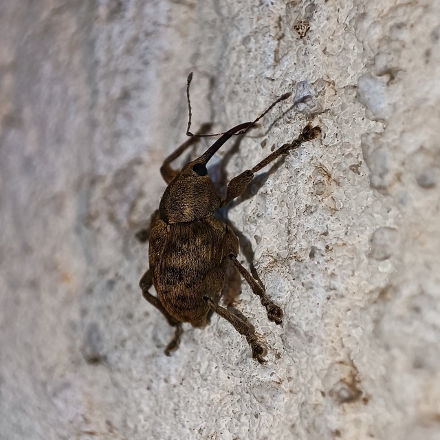 Curculio venosus - tarajos zsuzsóka