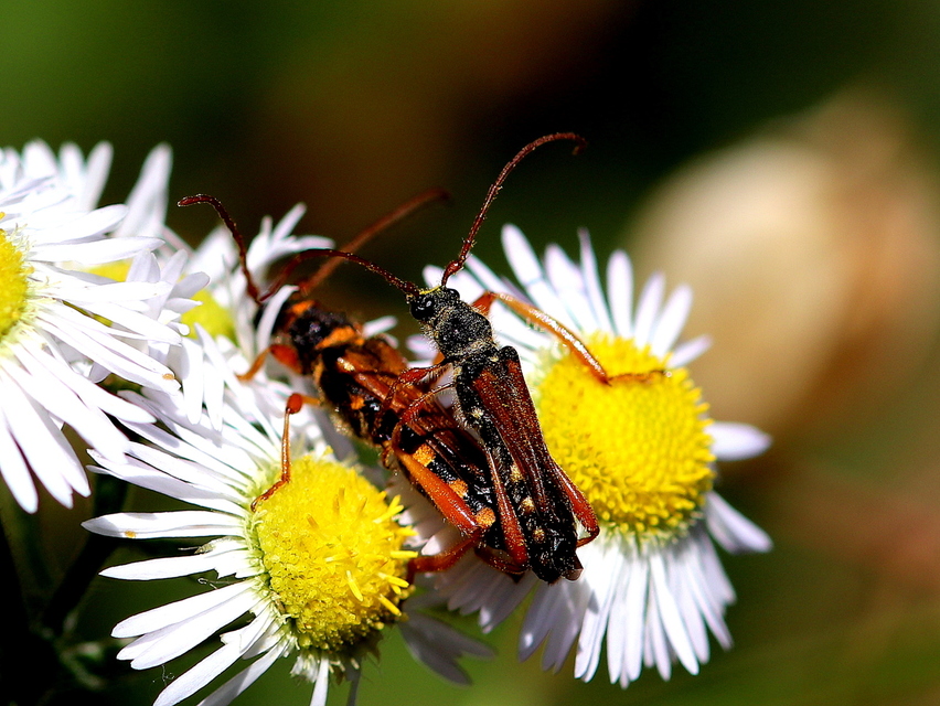 Stenopterus flavicornis - sárgacsápú keskenyfedőscincér