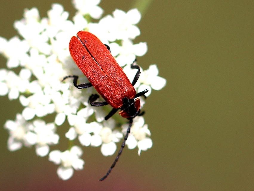 Lygistopterus sanguineus - vérbogár