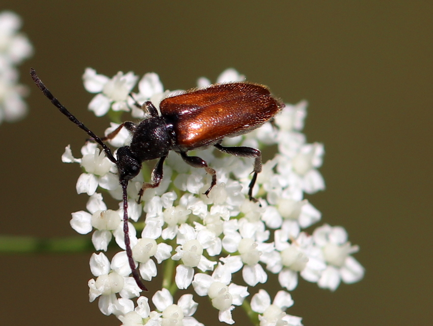 Pseudovadonia livida - barnás virágcincér